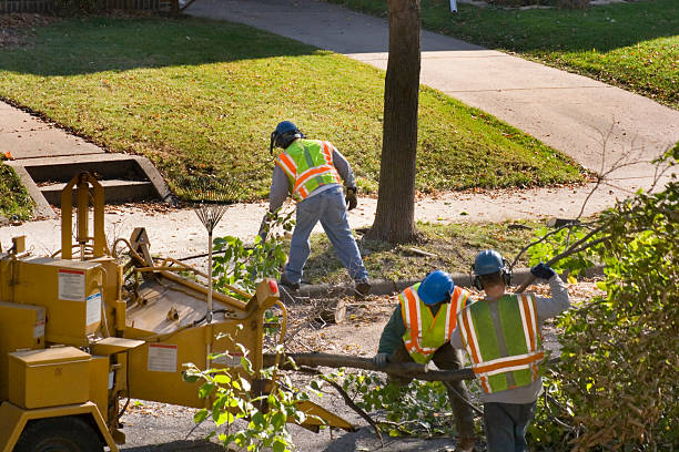 Best Commercial Tree Services  in Rosemont, CA